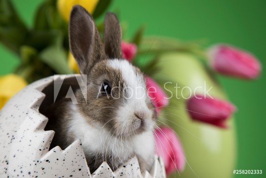 Bild på Little Bunny with easter eggs in flower